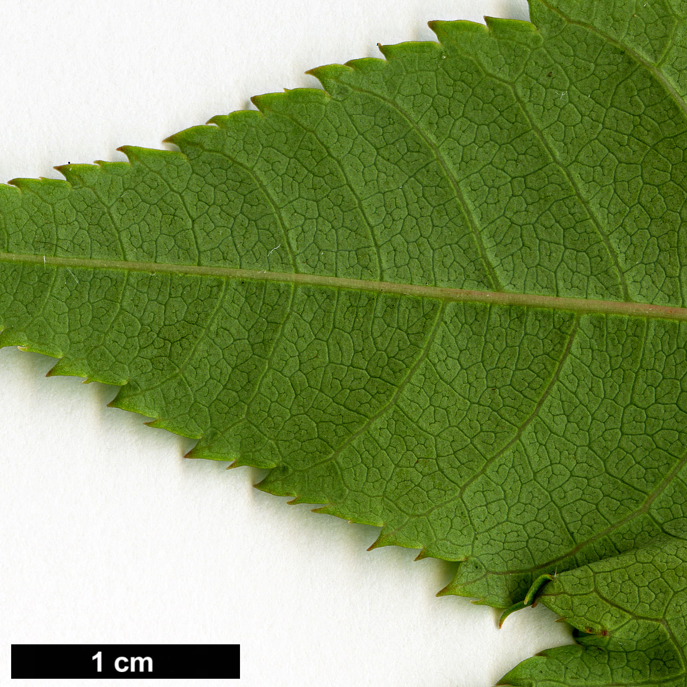 High resolution image: Family: Sapindaceae - Genus: Acer - Taxon: aff. pectinatum